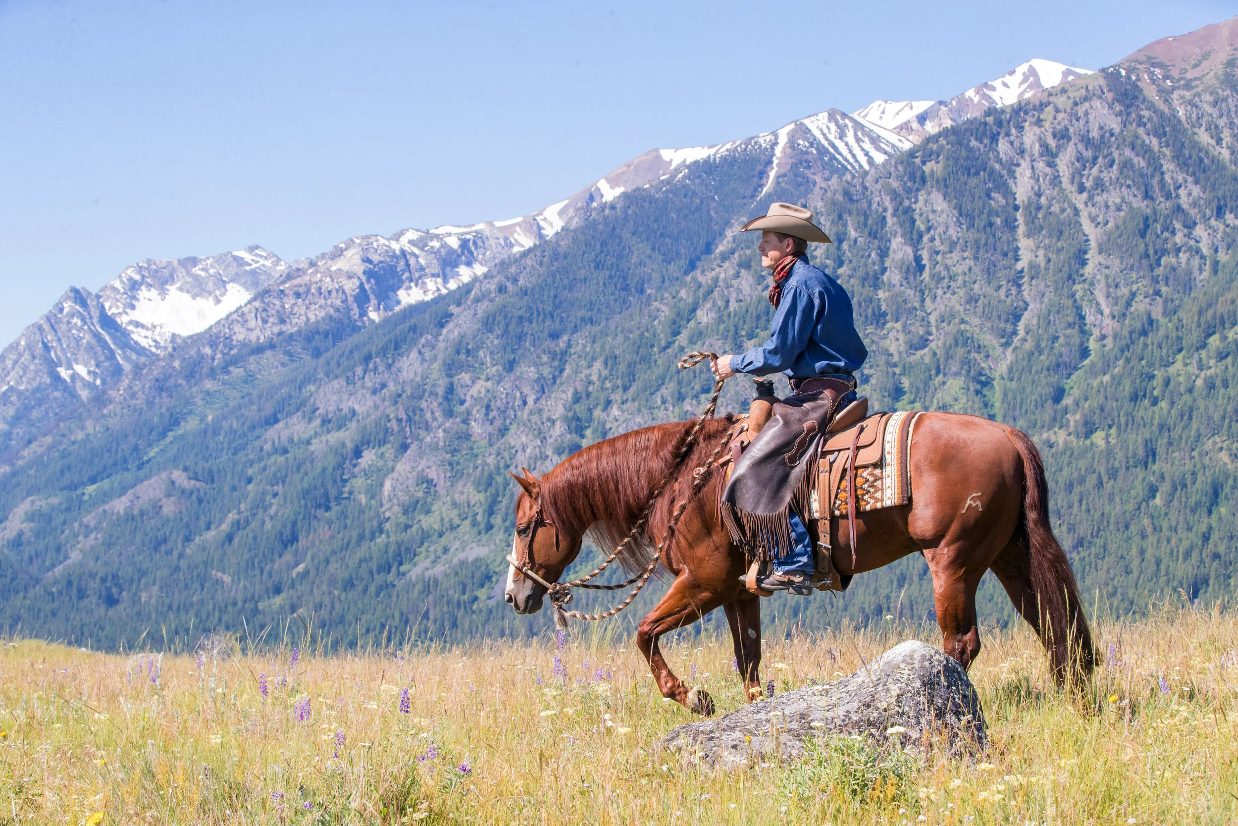 Dressage Excellence Center